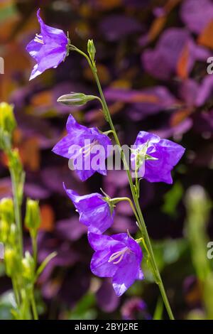 Eine blau/lila Campanula oder Glockenblume in Blüte in Schottland Stockfoto