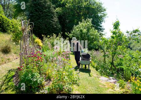 Ältere Frau Gartenarbeit Blumenbeet & Gemüsegarten in ländlichen Landgarten mit Trug Schubkarre Walisische Landschaft Mai 2020 Wales UK KATHY DEWITT Stockfoto