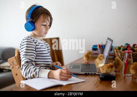 Schulkind, mit Laptop am Tisch sitzend, Schulaufgaben während der Heimarbeit schreiend, kleine Küken, die auf dem Tisch laufen und spielen Stockfoto