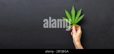 Frau hält in ihren Händen auf der Handfläche ein frisches grünes Blatt Hanf. Cannabispflanze auf dunklem Hintergrund. Stockfoto