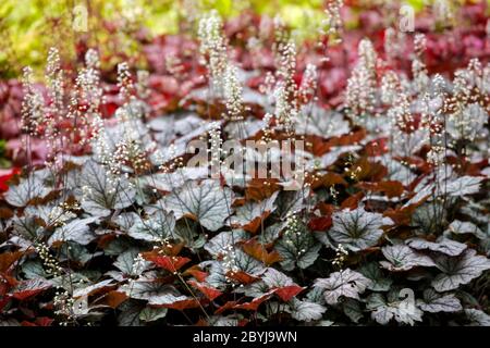 Farbenfrohes Blumenbeet Heucherella „Twilight“ Heucherellas Bodenbedeckung Pflanzen Stockfoto