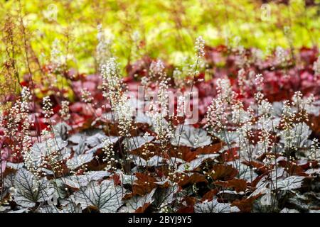 Buntes Blumenbeet Heucherella „Twilight“ Heucherellas, Kontrastfarbe, Garten Bodenbedeckung Pflanzen Stockfoto
