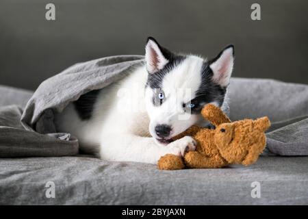 Ein kleiner weißer Hund Welpe Rasse sibirischen Husky mit schönen blauen Augen liegt auf grauem Teppich mit Bär Spielzeug. Hunde und Tierfotografie Stockfoto