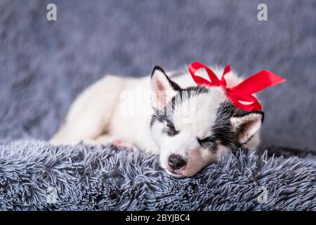 Ein kleiner weißer Hund Welpe Rasse sibirischen Husky mit roten Bogen schlafen auf grauem Teppich. Perfektes Geburtstagsgeschenk für Ihr Kind. Hunde und Tierfotografie Stockfoto