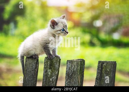 Kleine Kätzchen mit blauen Aies auf Holzzaun auf Gartenschloß. Tierfotos Stockfoto