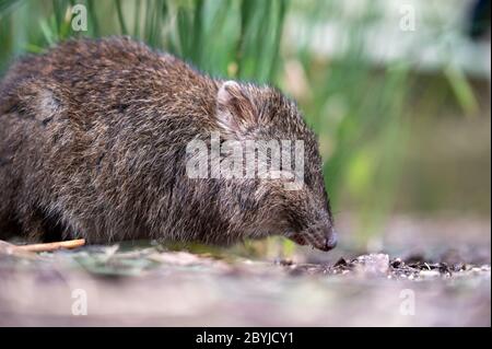 Nahaufnahme von glücklich aussehenden langnosierten Potoroo mit geschlossenen Augen Stockfoto