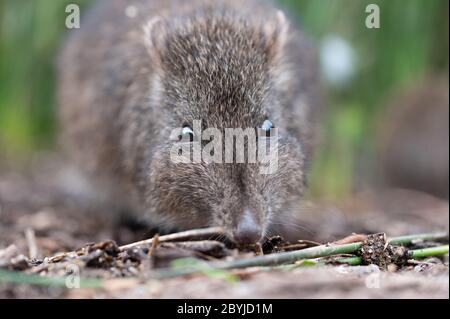 Nahaufnahme von Long-Noced Potoroo auf der Suche nach Nahrung Stockfoto