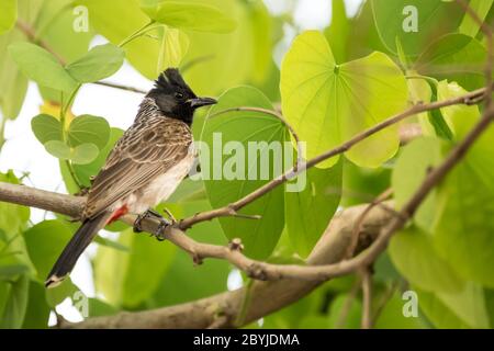 Rot belüftete bulbul (Pycnonotus cafer) Sitzend auf einem Baum mit leuchtend grünen Blättern Stockfoto