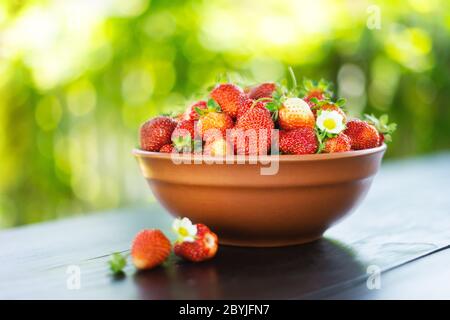 Natürliche Bio-Erdbeere aus eigenem Garten in Keramikschale. Sommertag auf dem Bauernhof. Landwirtschaftskonzept Stockfoto