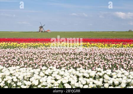 Farbenprächtiges Tulpenfeld und holländische Windmühle im Frühling Stockfoto