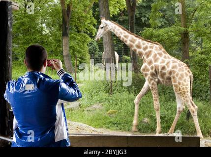 Mann fotografierte Giraffe im Zoo Dortmund. Stockfoto