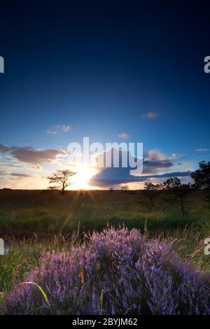 Sonnenuntergang Sonnenschein über Heideblumen Stockfoto