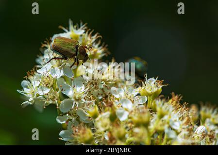 Käfer, auf Weißdornblüte beim Füttern. Stockfoto