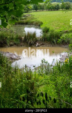 Einer von drei Wildtierteichen in einem Feld in Großbritannien wird entwässert. Stockfoto