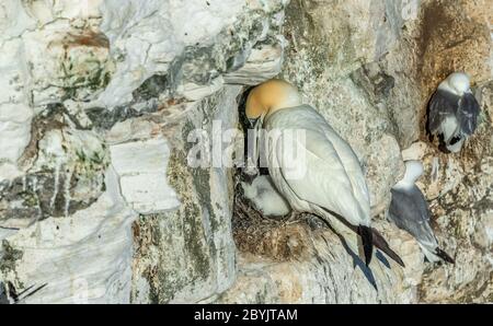 Gannet mit Single Küken. (Wissenschaftlicher Name: Morus Bassanus) EINE Nördliche Gannet-Mutter mit frisch geschlüpftem Küken auf einem prekären hohen Vorsprung bei Bempton Stockfoto