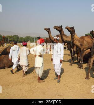 Pushkar Camel Fair - Verkäufer von Kamele während festival Stockfoto