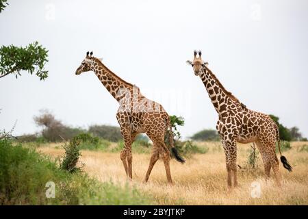 Einige Giraffen wandern zwischen dem Busch in der Landschaft der Savanne Stockfoto