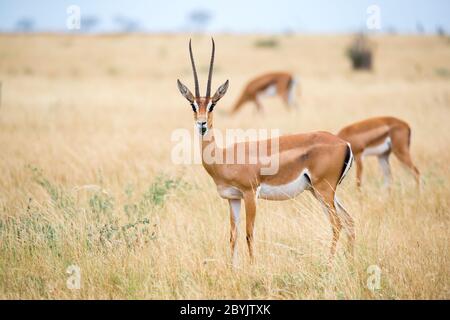 Einige Antilopen im Grasland der Savanne Kenias Stockfoto