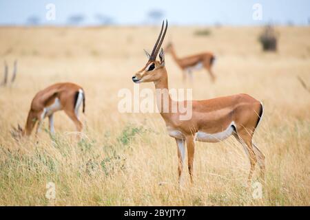 Einige Antilopen im Grasland der Savanne Kenias Stockfoto