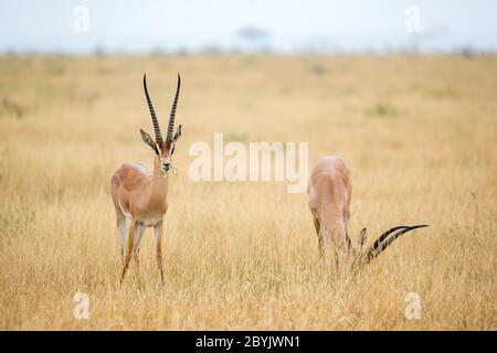 Einige Antilopen im Grasland der Savanne Kenias Stockfoto
