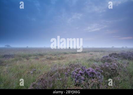 Blühende Heide und nebliger Sommermorgen Stockfoto