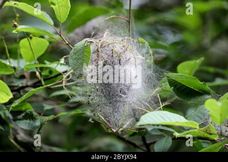 Vogel-Kirschbaum mit dem Seidennest der Ermine Moth Caterpillar (Yponomeuta evonymella) Teesdale UK Stockfoto