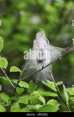 Vogel-Kirschbaum mit dem Seidennest der Ermine Moth Caterpillar (Yponomeuta evonymella) Teesdale UK Stockfoto