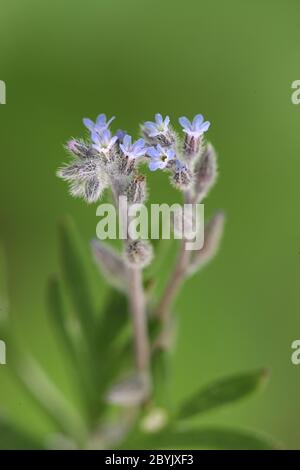 Myosotis stricta, bekannt als striktes Vergissmeinnicht und blaues Skorpiongras Stockfoto