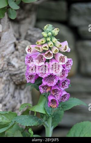 Gewöhnlicher Fuchschhandschuh (Digitalis purpurea), Großbritannien Stockfoto