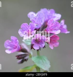 Pulmonaria obscura, bekannt als Lungenkraut oder Suffolk Lungenkraut, Wildblume aus Finnland Stockfoto