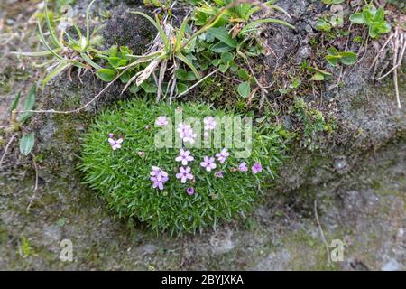 Kleiner grüner Busch mit lila Blüten in den österreichischen Alpen.Wanderreise Outdoor-Konzept, Reise in die Berge, Kals am Grossglockner, Österreich. Stockfoto