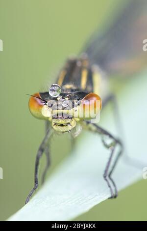 Erythromma najas, bekannt als die Rotaugen-Damselfliege Stockfoto