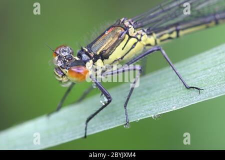 Erythromma najas, bekannt als die Rotaugen-Damselfliege Stockfoto