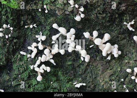 Phleogena faginea, Fenugreek Stalkball, Wildpilz aus Finnland Stockfoto