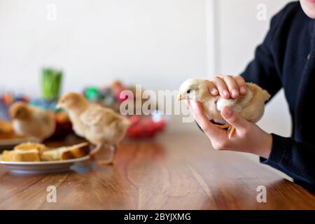 Kind im Alter von zehn Jahren, hält kleine Küken zu Hause am Ostertag, sitzt in der Küche Stockfoto