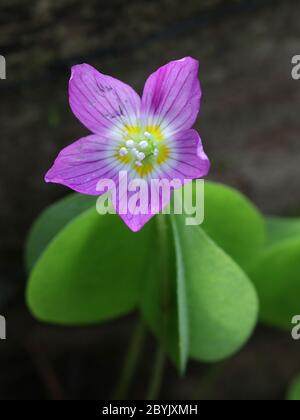 Oxalis acetosella, der Waldsaurel oder gewöhnlicher Holzsaurel, wilde essbare Blume aus Finnland Stockfoto