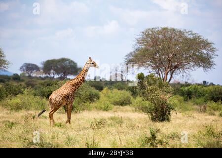 Einige Giraffen wandern zwischen dem Busch in der Landschaft der Savanne Stockfoto