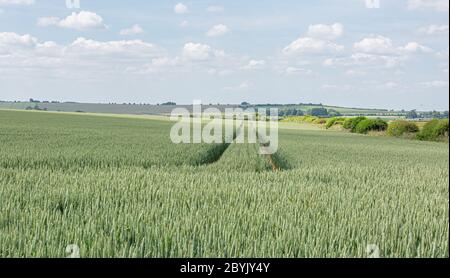 Holländische Scheune Sixpenny Handley Dorset Stockfoto