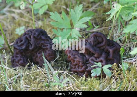 Gyromitra esculenta, bekannt als Falsches Morel, ein tödlicher giftiger Pilz aus Finnland Stockfoto