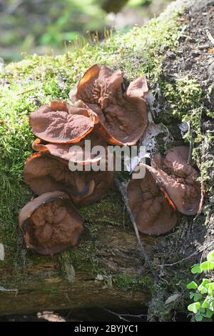 Discina perlata (syn. Gyromitra perlata), bekannt als Schweineohren, wilder Pilz aus Finnland Stockfoto