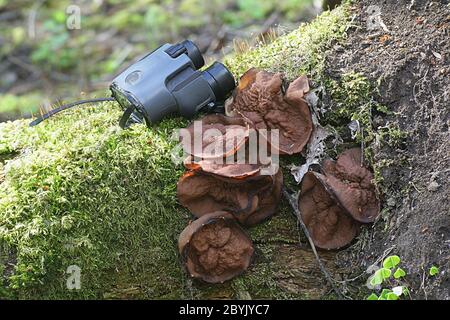 Discina perlata (syn. Gyromitra perlata), bekannt als Schweineohren, wilder Pilz aus Finnland Stockfoto