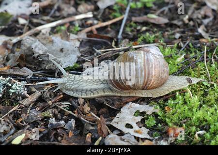 Helix pomatia, bekannt als Römische Schnecke, Burgunder Schnecke, essbare Schnecke oder Schnecke, wilde Schnecken aus Finnland Stockfoto