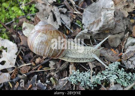Helix pomatia, bekannt als Römische Schnecke, Burgunder Schnecke, essbare Schnecke oder Schnecke, wilde Schnecken aus Finnland Stockfoto