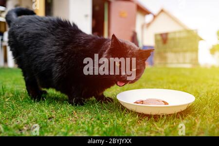 Wilde schwarze Katze mit gelben Augen, die Katzenfutter aus einer Plastikschüssel im Garten frisst. Sonnenlicht Stockfoto