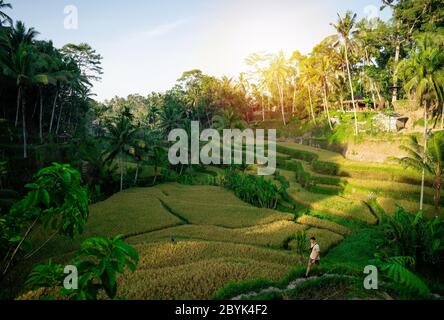 Junger Mann, der während des Sonnenaufgangs auf die wunderschöne Tegallalang Reisterrasse blickt. Sonnenlicht auf Terrassen Reisfelder Tegalalang Ubud, Bali, Indonesien Stockfoto