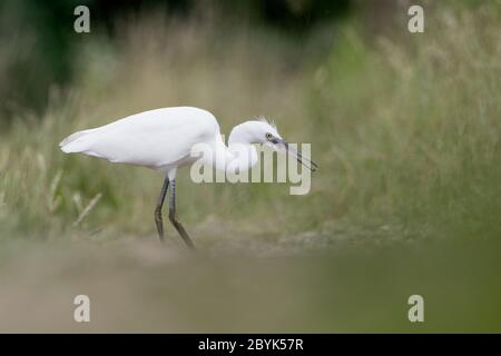 Der kleine Reiher auf der Suche nach Nahrung (Egretta garzetta) Stockfoto