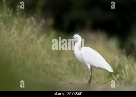 Der kleine Reiher (Egretta garzetta) Stockfoto