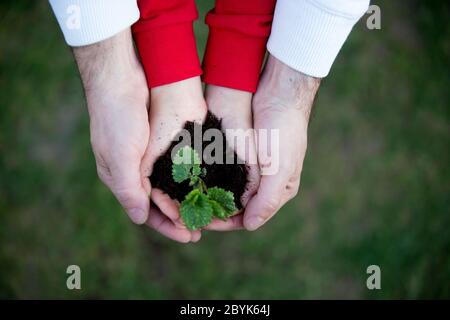 Hände des Kindes, die Pflanze mit Erde auf dem Hintergrund der Erde halten Stockfoto