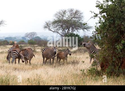 Viele Zebras stehen im Gras und zwischen den Bäumen Stockfoto