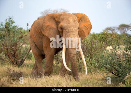 Ein Elefant läuft zwischen dem Busch Stockfoto